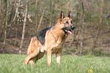 BERGER ALLEMAND 1268